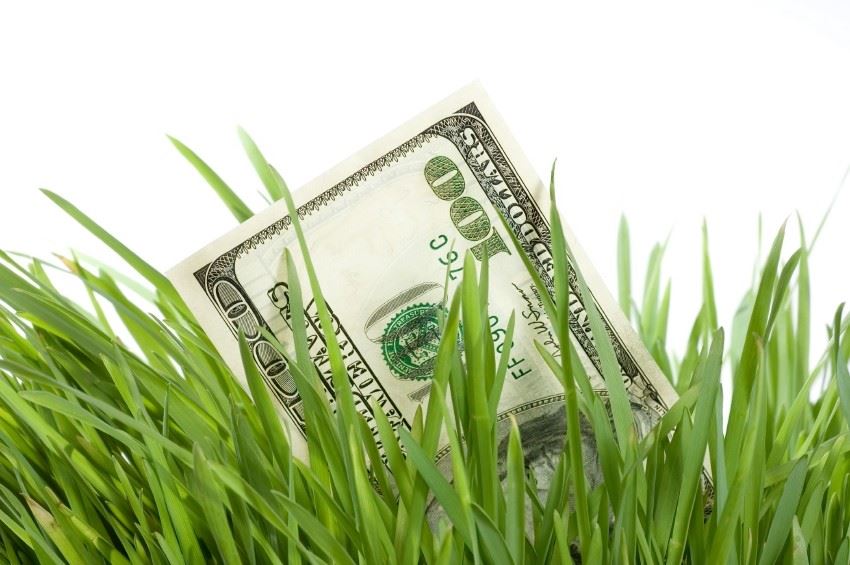 Cash in the Grass