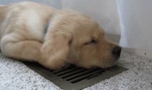 dog-on-vent