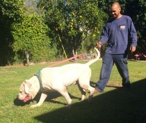 Man Walking a Dog